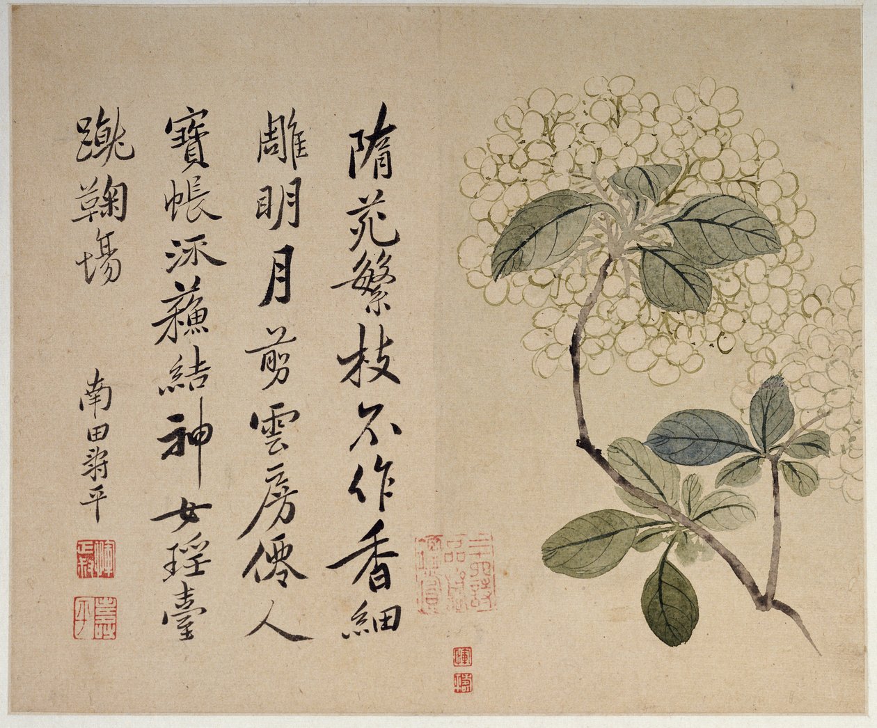 Hortensia, fra et album med ti blade af Shouping Yun
