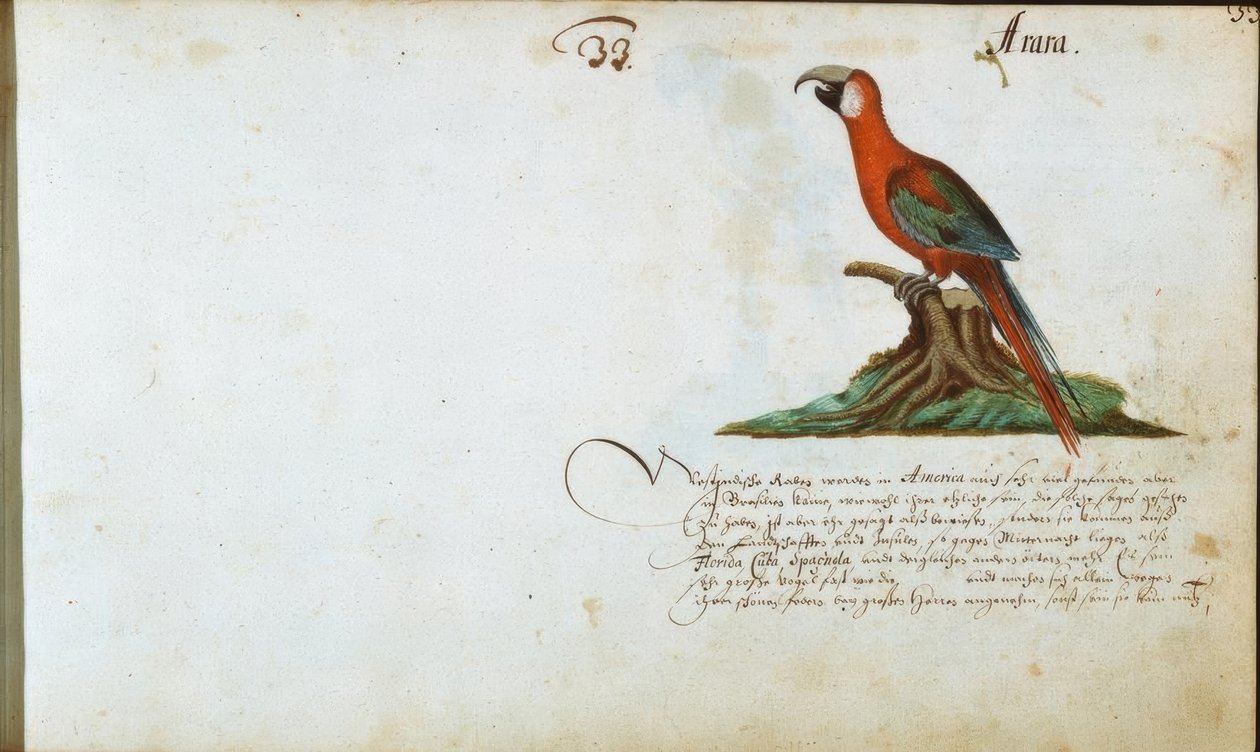 papegøje af Zacharias Wagner