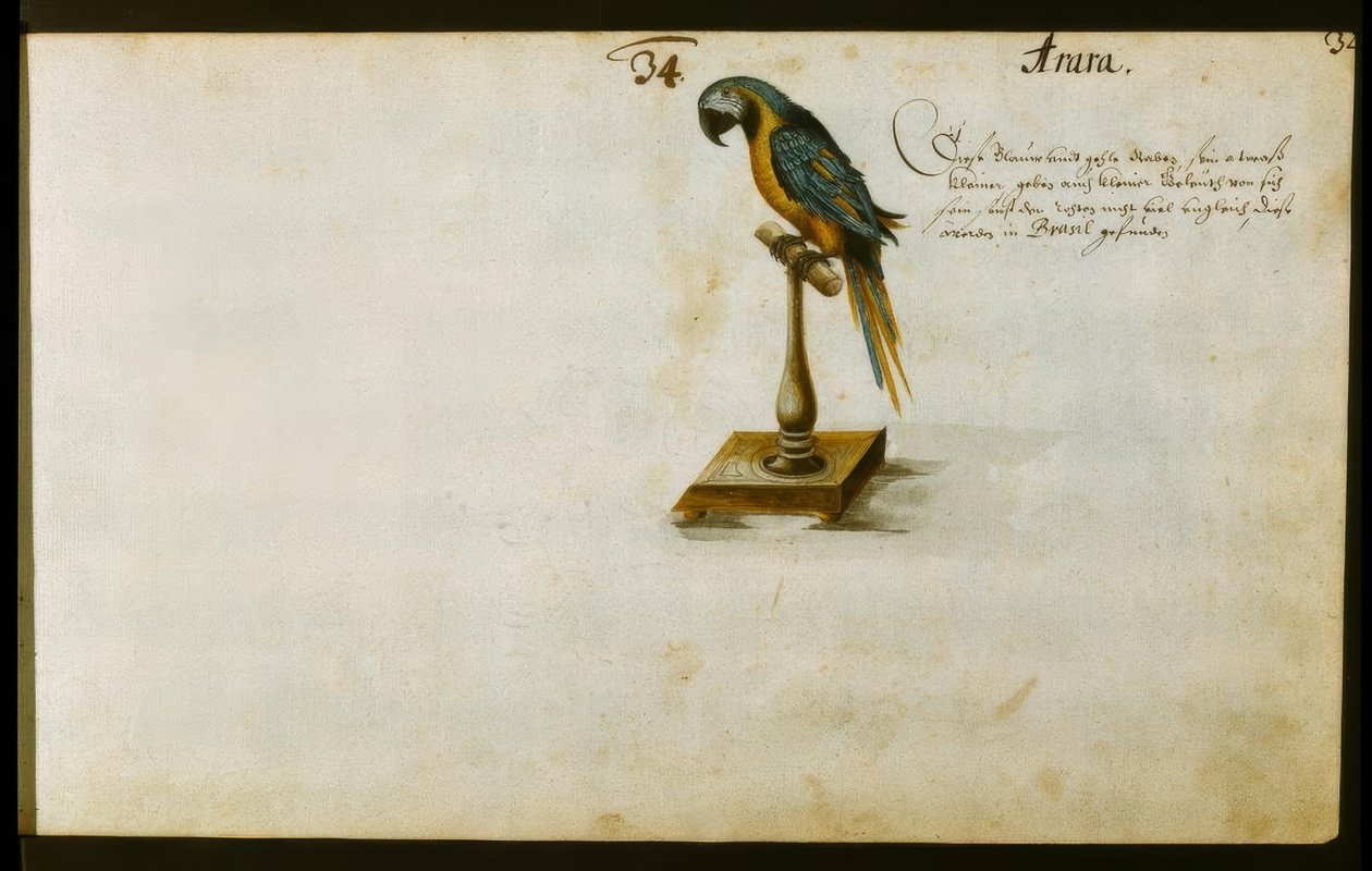 papegøje af Zacharias Wagner