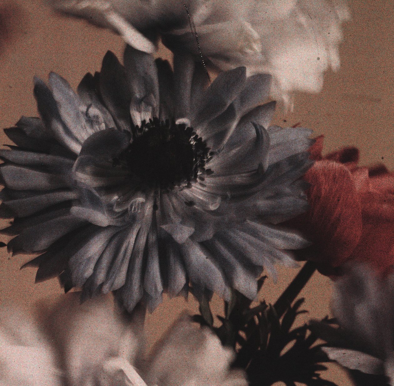 "Anemoner" (Anemone blomster) af Frederick (attr. to) Barnard