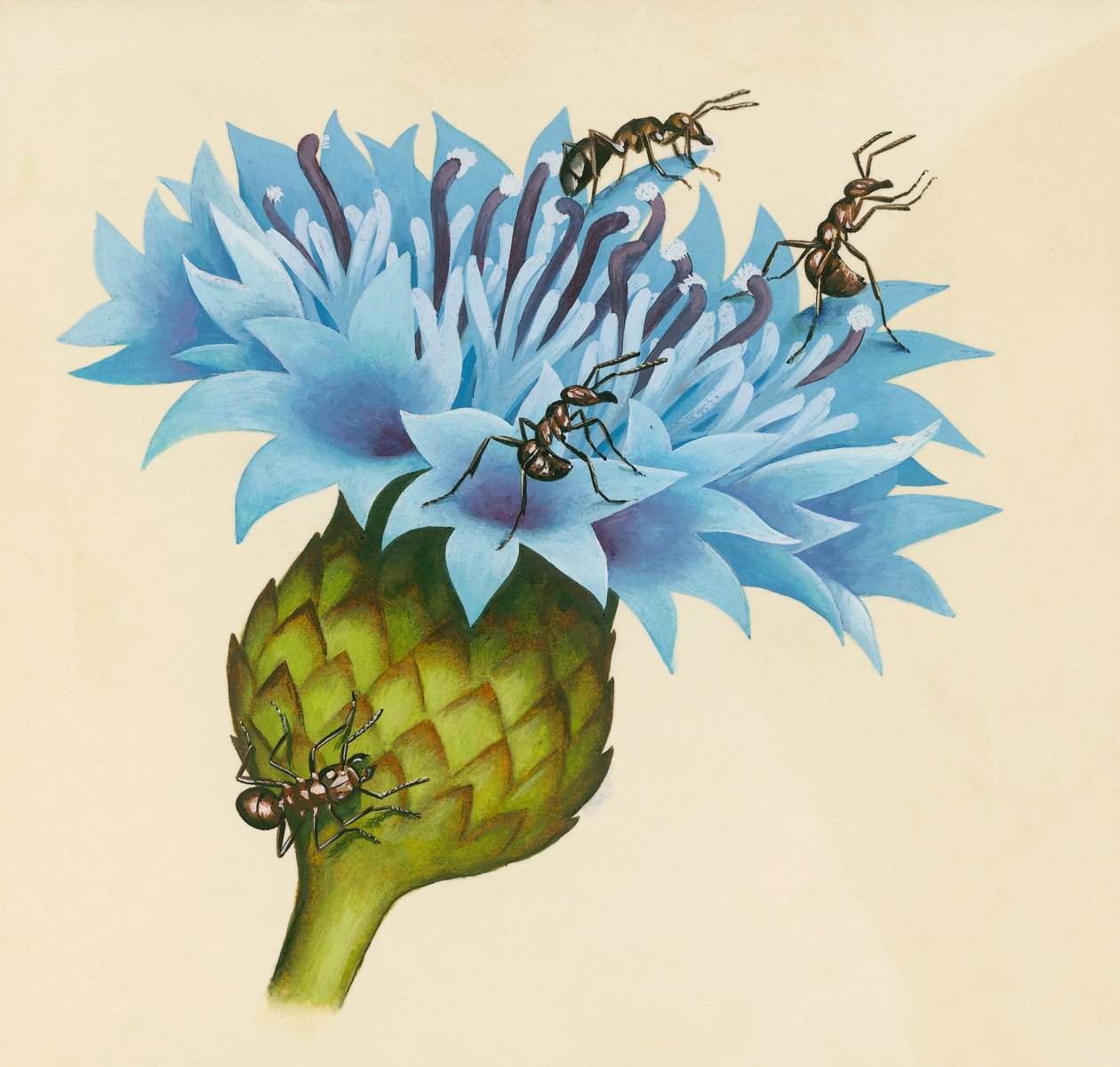 Centaurea blomst med aggressive myrer, tegning af William Walcutt