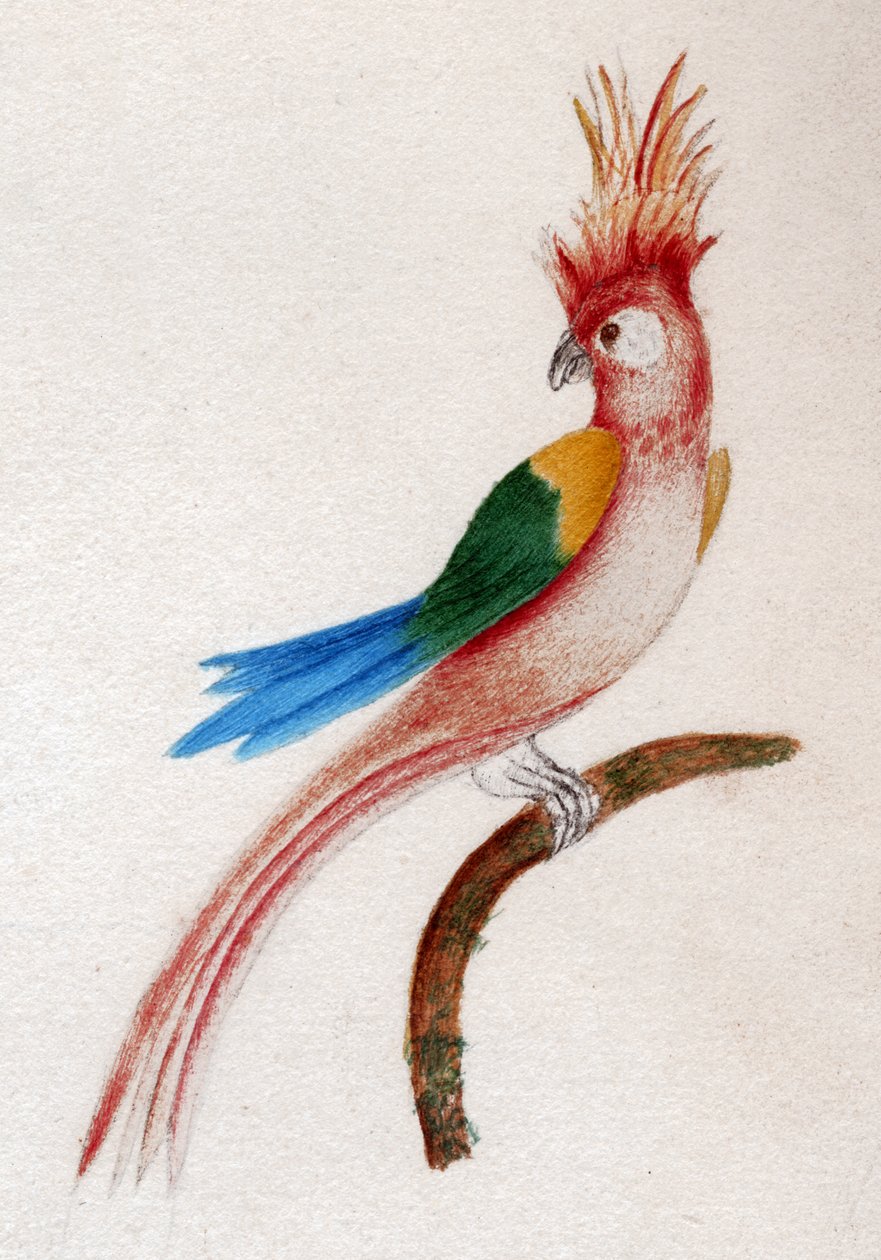 Crested parakit af . .
