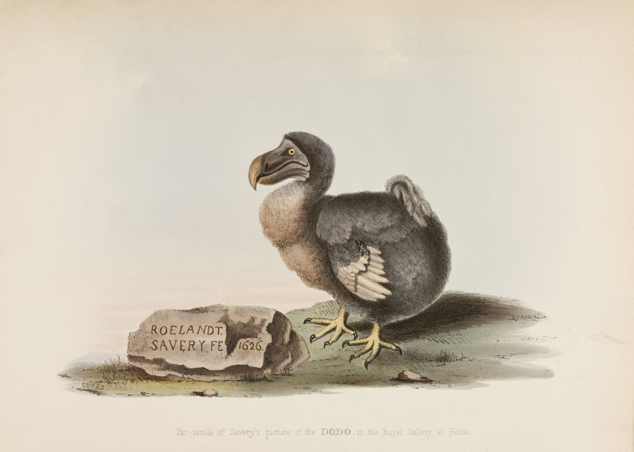 Dodo