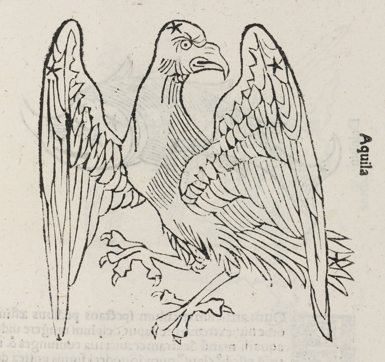 Stjernebilledet Aquila af John Pardon