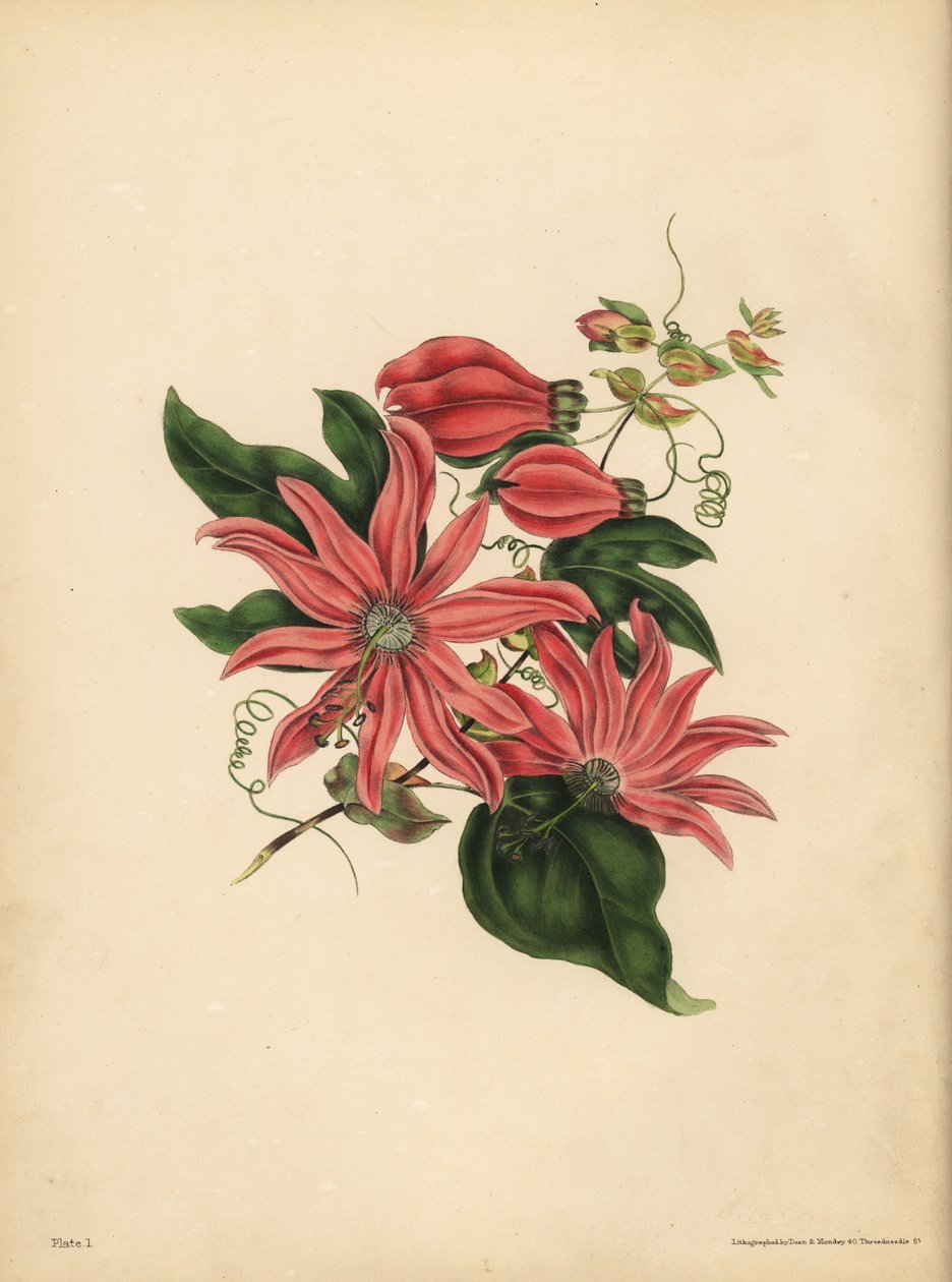 Racemosen Passionflower, Passiflora racemosa, Religiøs overtro af John Pardon