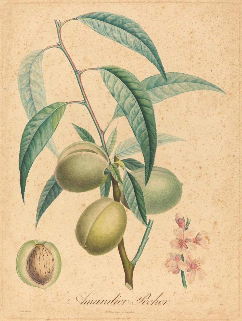 Mandel - Fersken af after A. Poiteau