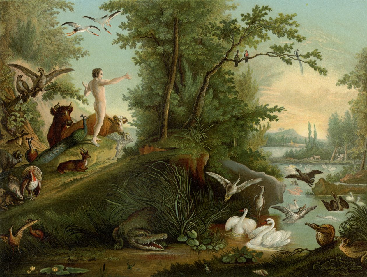 Adam i paradis af Johann Elias Ridinger or Riedinger