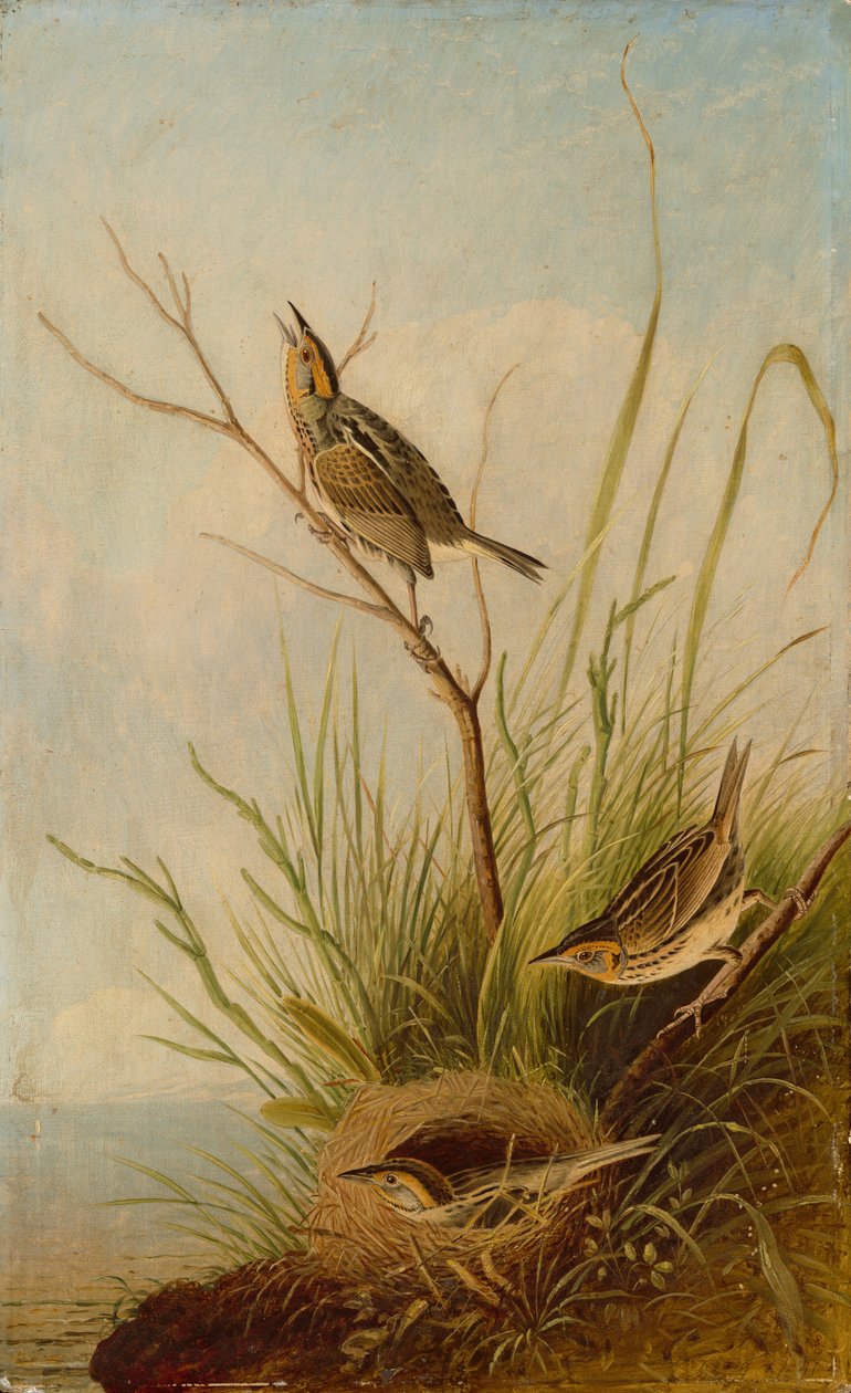 Skarphalefinke af after John James Audubon Joseph Bartholomew Kidd
