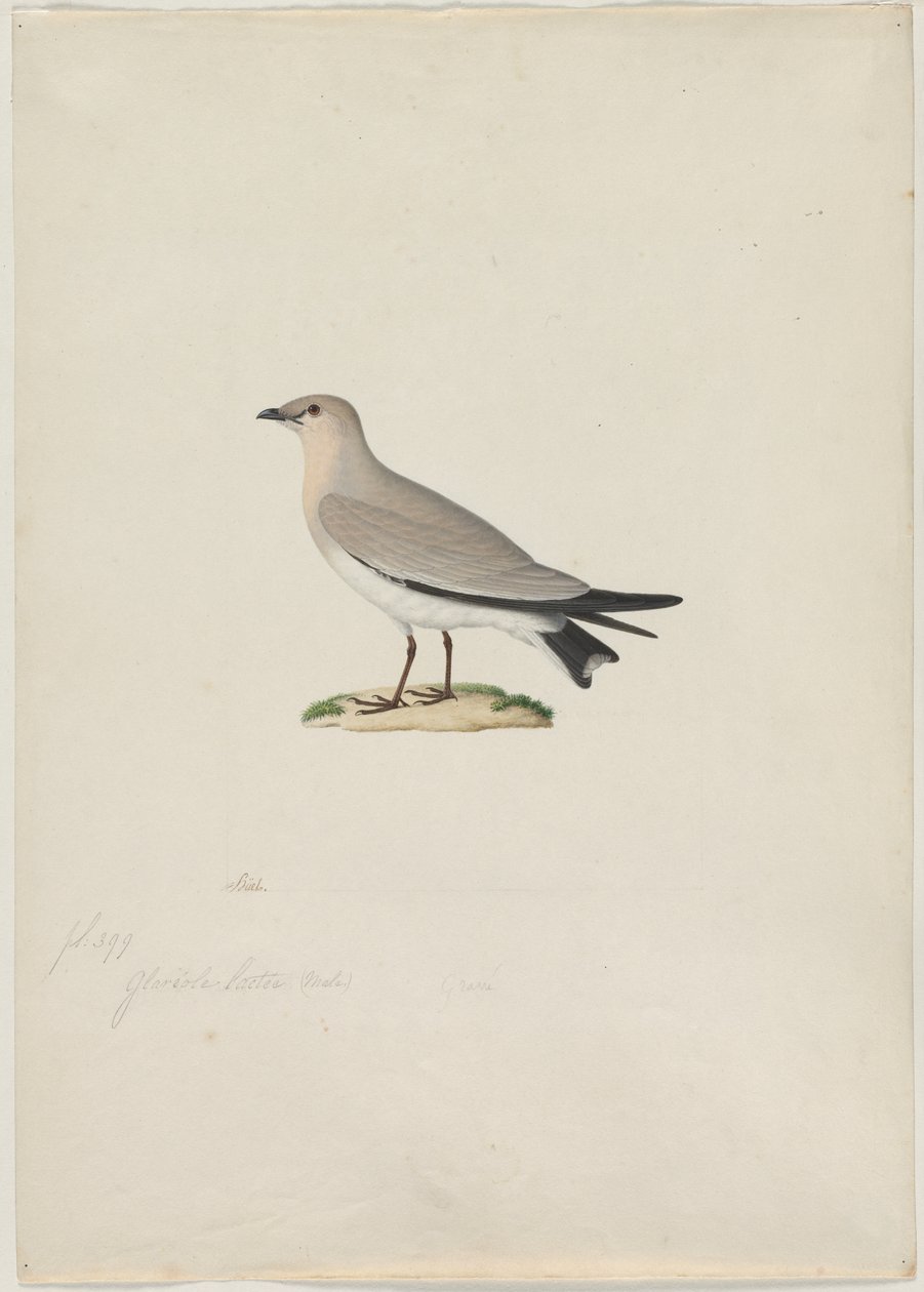 Lille Pratincole (Glareola lactea) af attributed to Paul Hüet