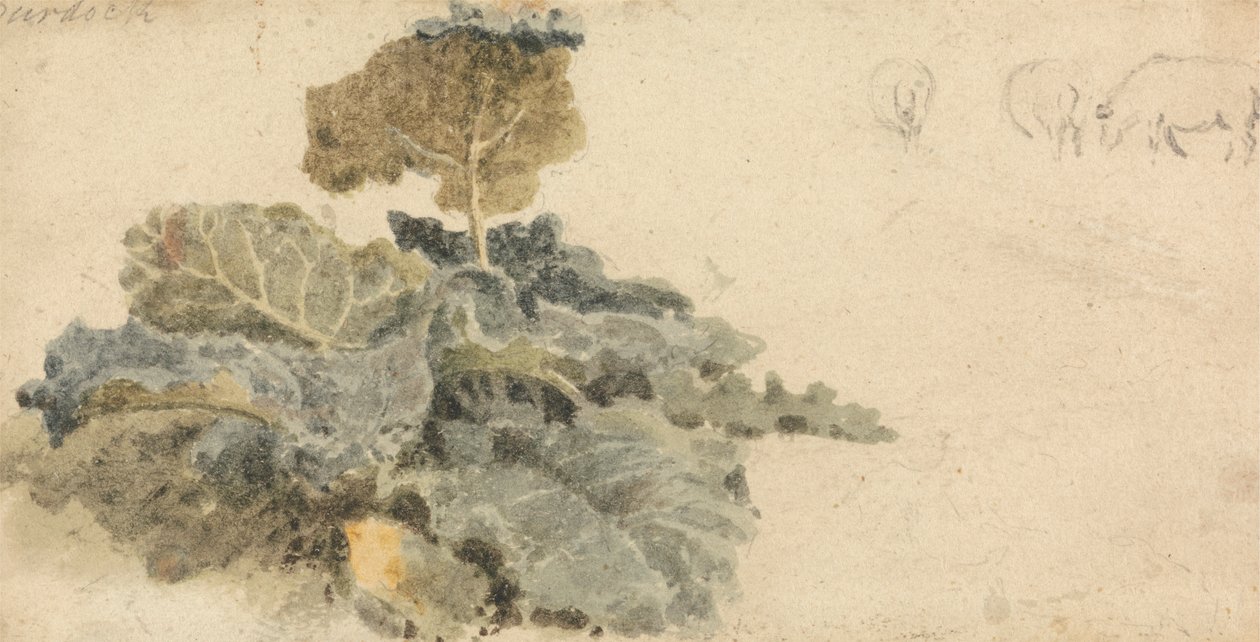 Studie af burre af attributed to Peter DeWint