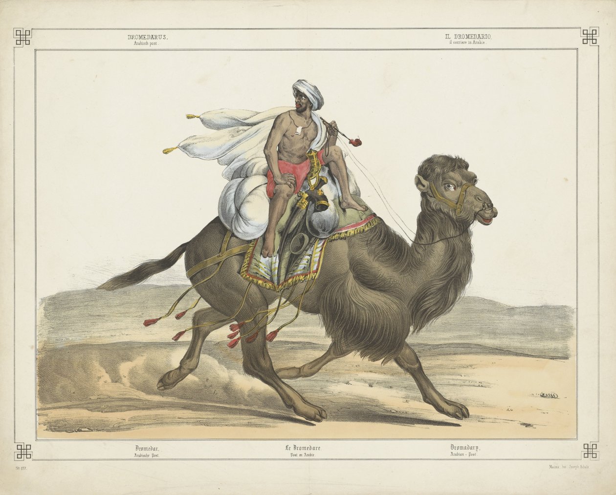 Dromedarus, / Arabisch Post (titel på objekt) af firma Joseph Scholz