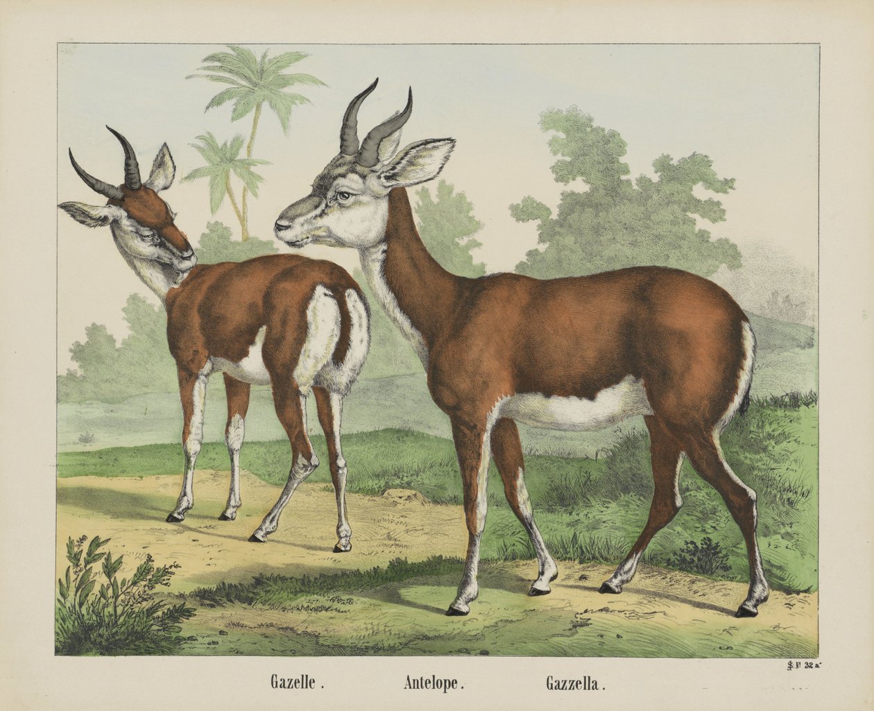 Gazelle. / Antilope. / Gazella (titel på objekt) af firma Joseph Scholz