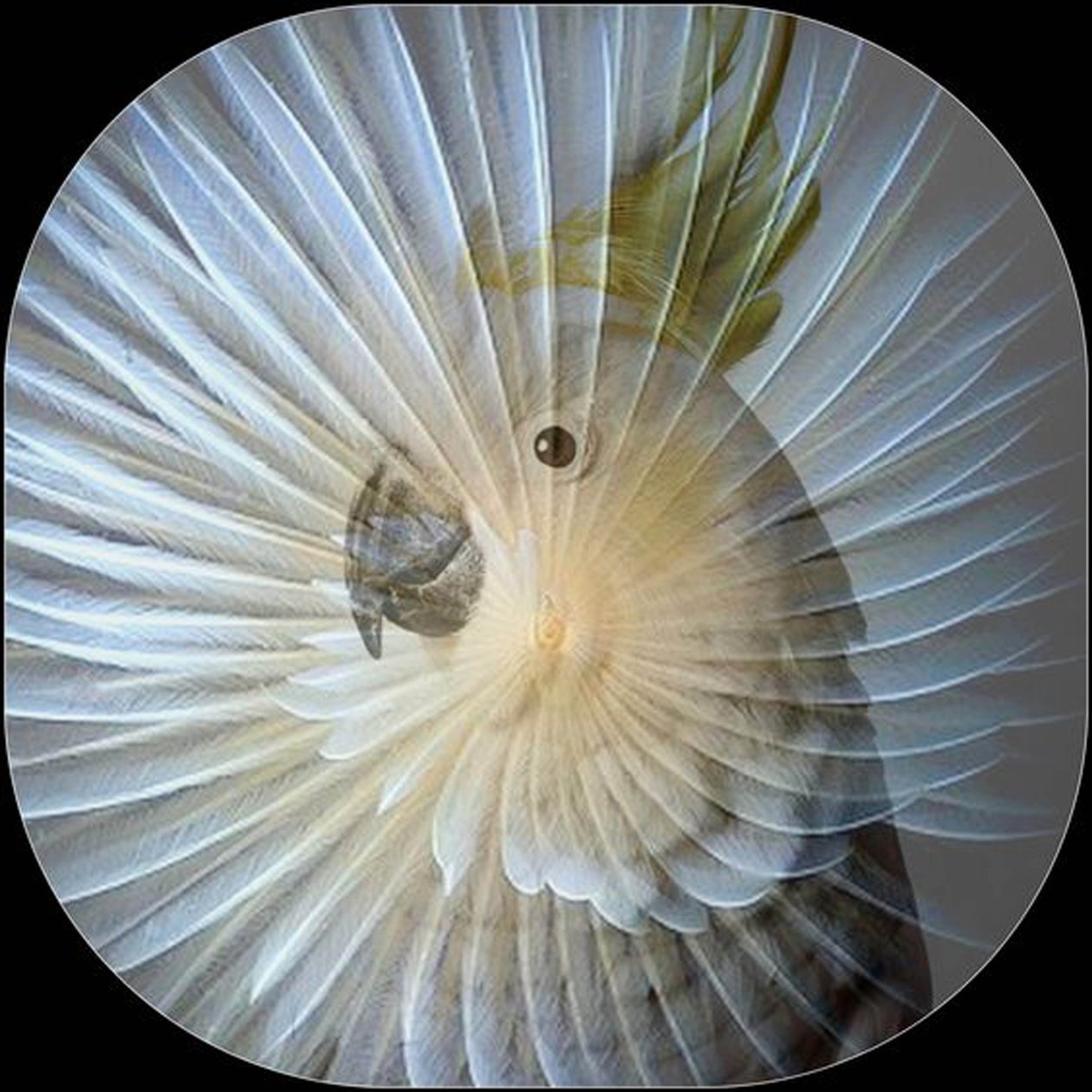White Parrot Collage, 2017 (fotografi) af linda arthurs