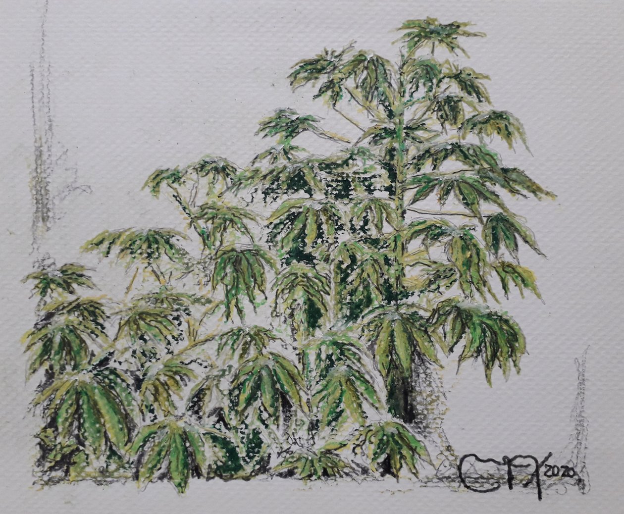YUCA PLANT af miguelmendez_art.ve