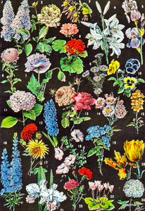 Illustration af haveblomster ca.1923