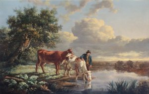 Kvæg drikker ved flodkanten