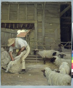 Klipning af får