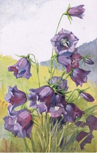 Blå blomst, Postkort, 1940