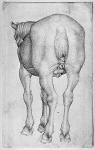 Hest, fra The Vallardi Album