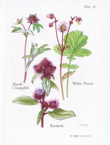 Marsh Cinquefoil, Burdock, Water Avens, 1951