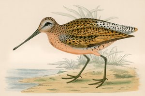 Brun Snipe