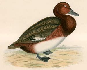 Jernholdig and