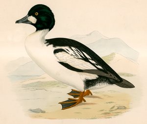 Gyldne Øje
