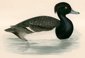 Tuted Duck