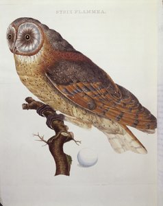 Kirkeugle (Strix Flammea) 1796