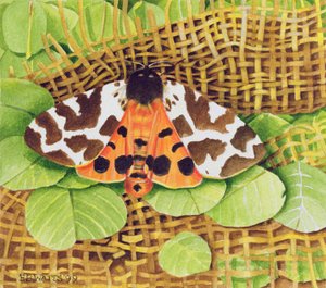 Tiger Moth, 1999 (akryl på papir)