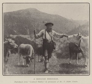 En Brescian Hyrde