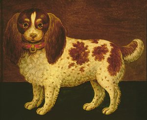 En spaniel
