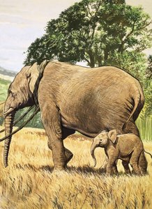 Baby elefant og mor