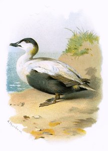 Edderfugl