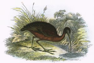 Blank Ibis