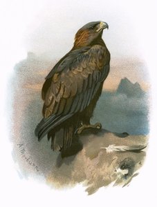 gylden ørn