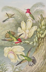 Kolibri blandt tropiske blomster