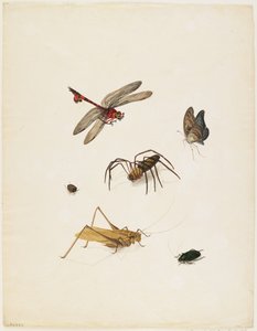 Insekter, ca. 1805 (blæk, wc og grafit på papir)