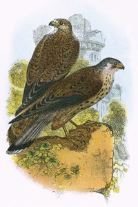 Kestrel