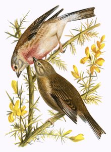 Linnets