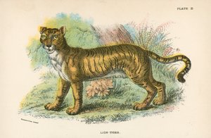 Løve-tiger
