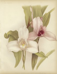 Lycaste skinneri og hvid sort