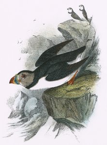 Lundefugl