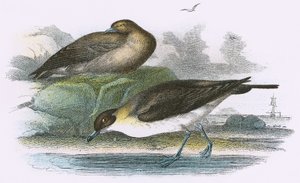 Richardsons Skua