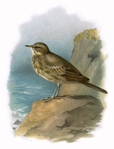 Stenpiber
