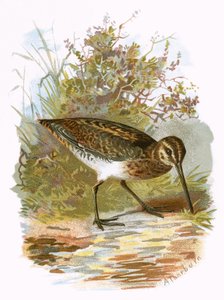Snipe