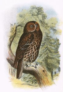 Tawny Owl