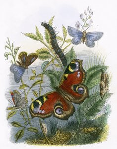 Sommerfugle vivarium