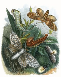 Sommerfugle vivarium