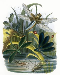 Sommerfuglen Vivarium